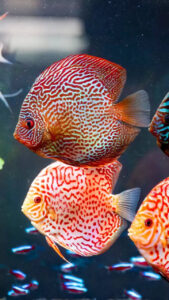 8 rare freshwater fishes for home aquariums