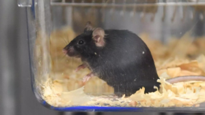 Food dye used in Doritos makes mice transparent, study finds