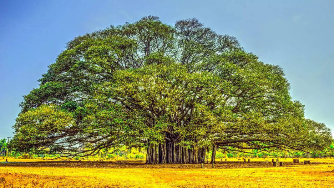 why-banyan-trees-survive-for-centuries