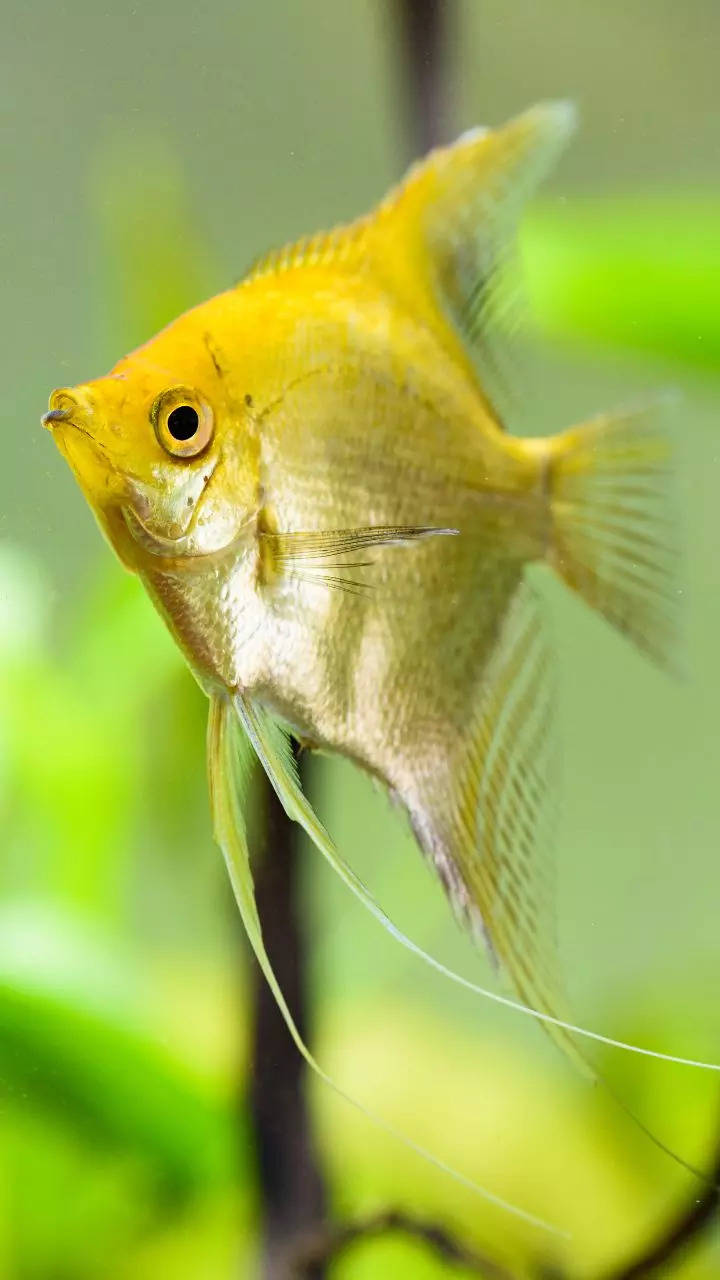 8-golden-aquarium-fishes-that-are-not-goldfish