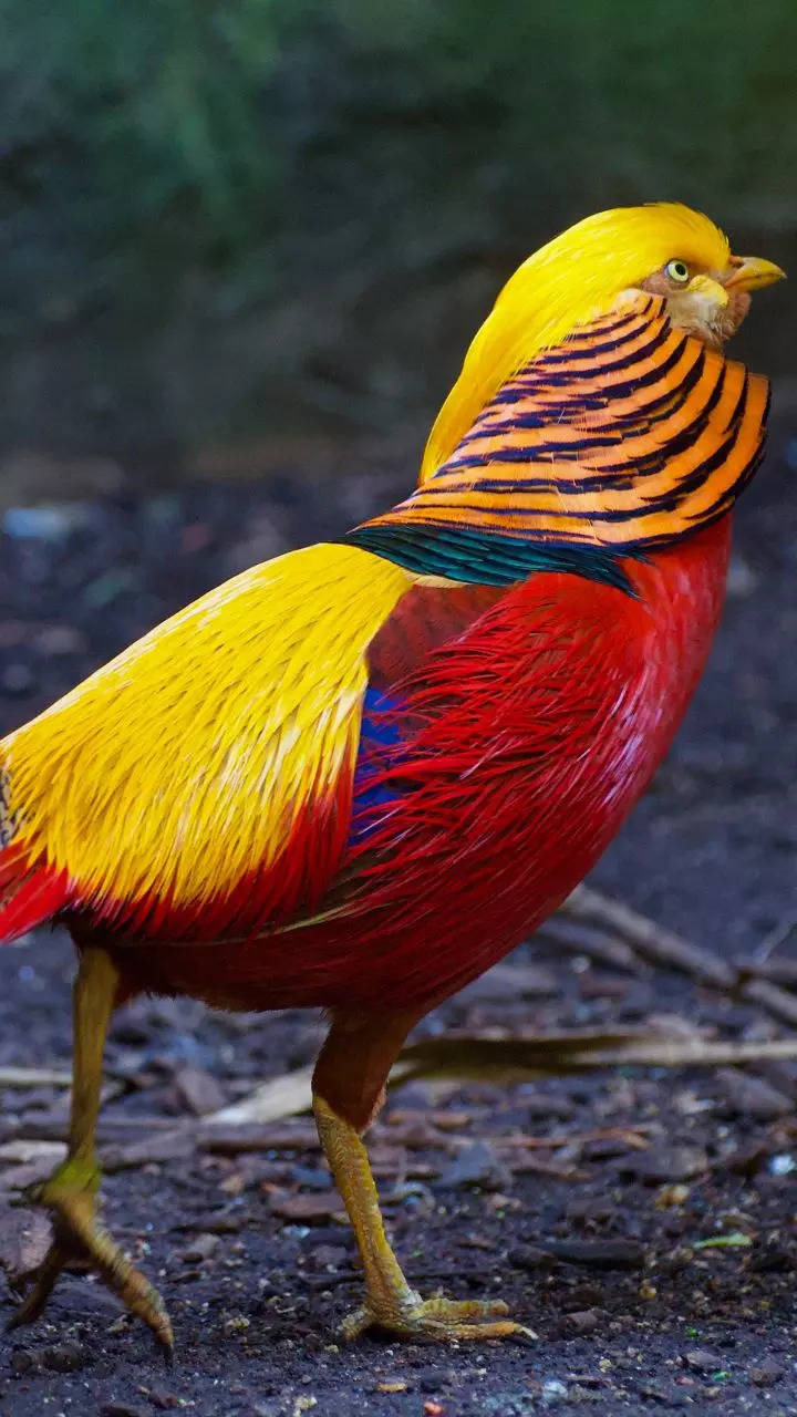 11-most-beautiful-golden-birds-on-our-planet