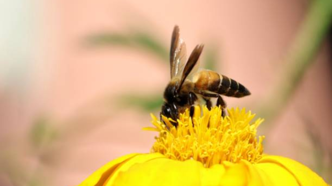 honey-bee-venom-can-kill-cancer-cell-membranes-in-just-an-hour!