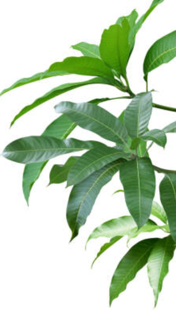 ​9-health-benefits-of-mango-leaves