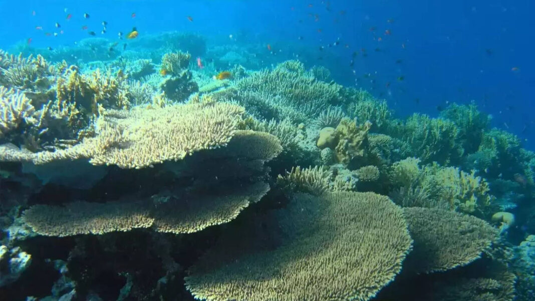 coral-reefs:-what-they-are,-why-they-are-dying?