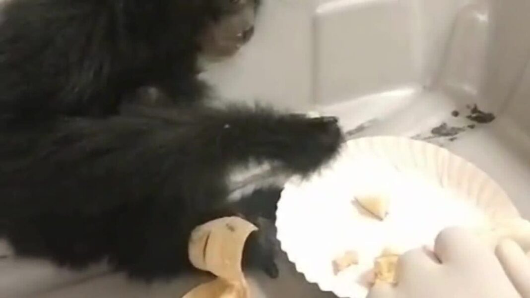 siamang-gibbons-seized-from-passenger-at-chennai-airport