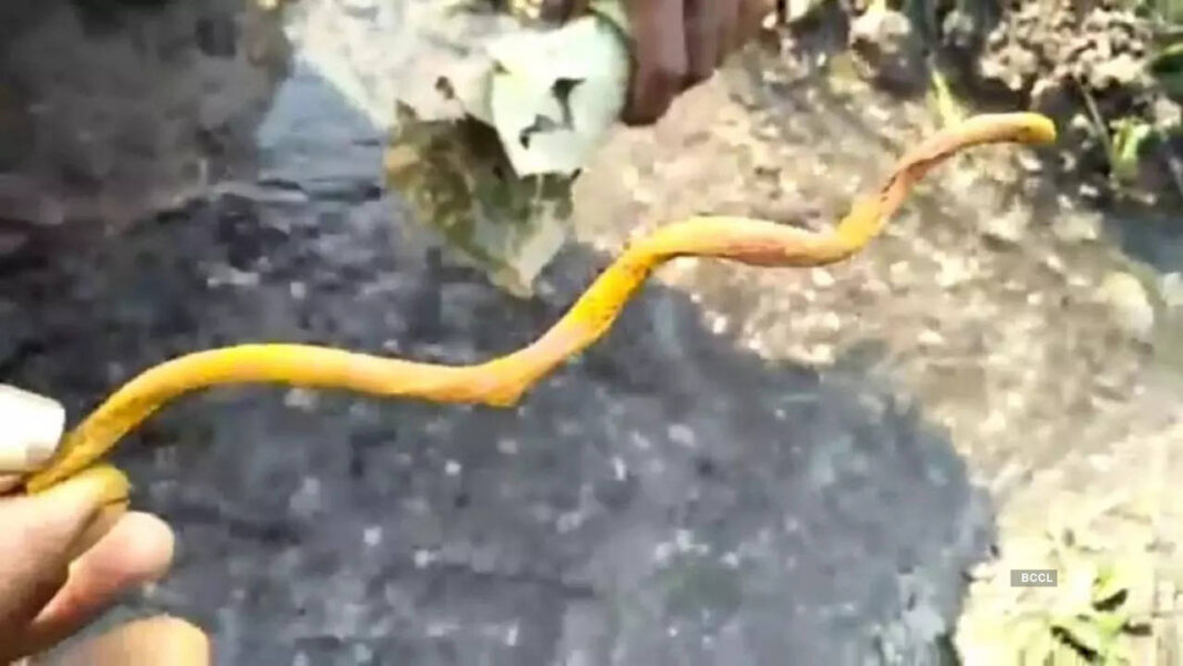 why-this-medicinal-plant-moves-like-a-snake-in-rivers