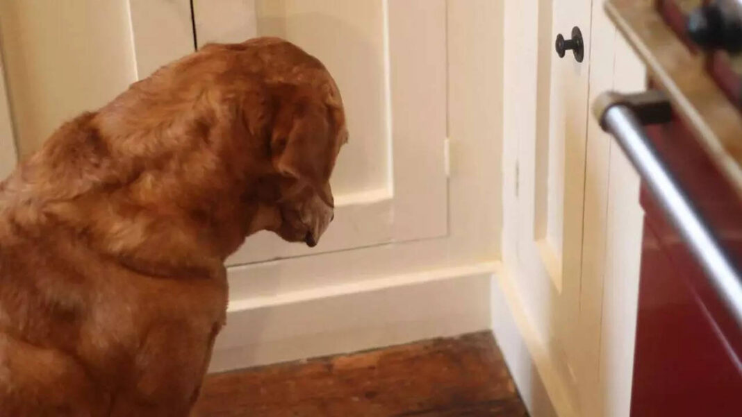 8-reasons-why-your-dog-might-be-staring-at-the-wall